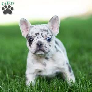 Midnite, French Bulldog Puppy